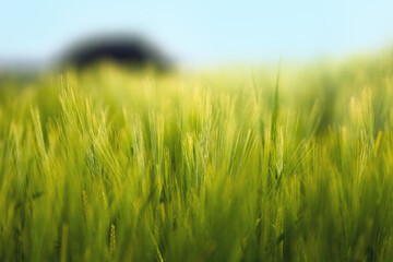 Cultivated agricultural barley plantation field, closeup of green ears of cereal crops