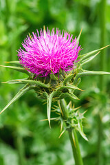 Milk thistle weed flower head, closeup. Purple flowering Saint Mary's thistle (Silybum marianum) or Cardus marianus uncultivated plant.