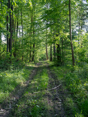 Forest road leading through deciduous forest. Spring season.