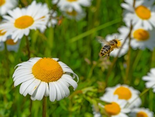 Honey bee flying toward a blooming daisy in a sunny meadow. Bright natural background with...