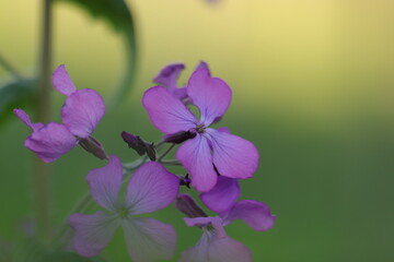fiore di lunaria in primavera
