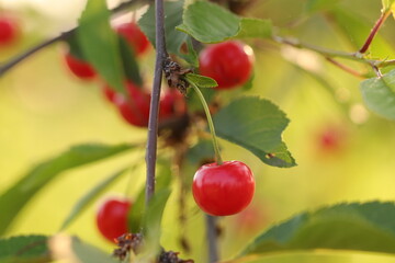 ciliegie in primavera