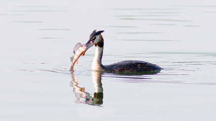 great crested grebe