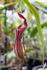 Tropical pitcher plants Nepenthes Albomarginata in Hortus botanicus Leiden in The Netherlands