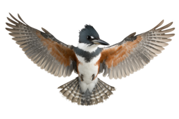 Belted Kingfisher in Flight A Stunning Avian Illustration