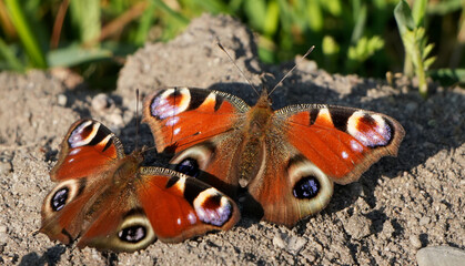 Two vibrant Peacock Butterflies (Aglais io) with prominent eye spots