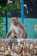 A Rhesus Macaque monkey (Macaca mulatta) sits on a rough, stacked stone wall, looking upward. The scene includes pink oleander flowers and a blue metal pole in the background, capturing urban/wildlife