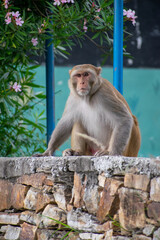 A Rhesus Macaque monkey (Macaca mulatta) sits on a rough, stacked stone wall, looking upward. The scene includes pink oleander flowers and a blue metal pole in the background, capturing urban/wildlife
