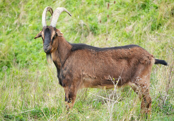 A brown domestic goat in a rural setting, standing sideways