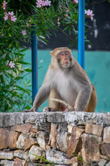 A Rhesus Macaque monkey (Macaca mulatta) sits on a rough, stacked stone wall, looking upward. The scene includes pink oleander flowers and a blue metal pole in the background, capturing urban/wildlife