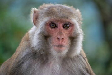 A Rhesus Macaque monkey (Macaca mulatta) looks directly at the camera in a close-up portrait, displaying its pinkish-red face and light brown/grey fur framed by a blurred green background.