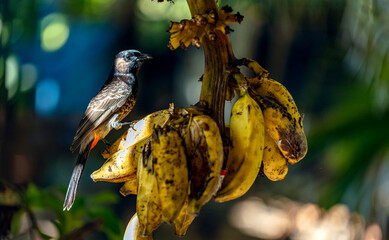 Oiseau Bulbul a ventre rouge posé sur un régime de bananes en Polynésie