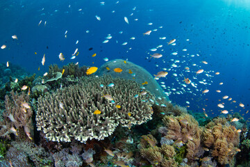 A diverse array of corals and colorful fish thrive on a reef in the Pantar Strait, near the island...