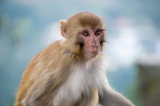 A Rhesus Macaque monkey (Macaca mulatta) looks directly at the camera in a close-up portrait, displaying its pinkish-red face and light brown/grey fur framed by a blurred green background.