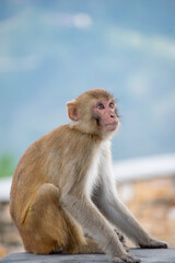 A Rhesus Macaque monkey (Macaca mulatta) sits on a stone/cement surface, looking attentively upwards with an open gaze. The background is a soft, blurred landscape of hazy blue hills and sky.