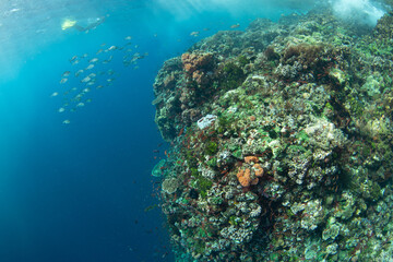 A diverse array of corals and colorful fish thrive on a reef in the Pantar Strait, near the island...