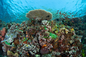 A diverse array of corals and colorful fish thrive on a reef in the Pantar Strait, near the island of Alor, Indonesia. This tropical region harbors spectacular marine biodiversity.
