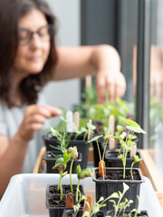Woman growing aromatic and edible plants at home