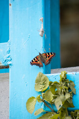 Fototapete bei efototapeten.de bestellen   