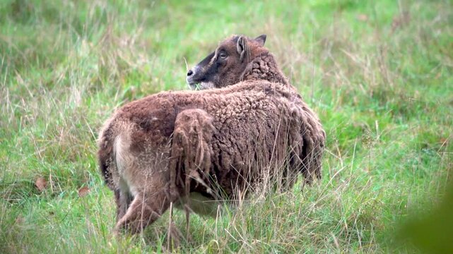 Brown Soay goat (Ovis aries) standing in a grass field and looking around, North Rhine-Westphalia, Germany