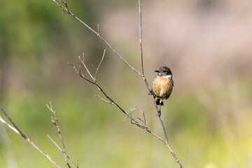 Common Stonechat (Saxicola rubicola) perched on a branch with blurred background in natural tones. Horizontal wildlife photo from Arrocampo, Spain.