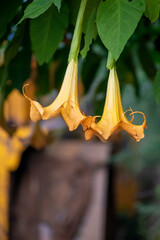 Close-up of yellow Brugmansia flowers hanging upside down with trumpet-shaped blooms, green leaves and blurred black vehicle in the background, captured in warm natural light in Uttarakhand, India.