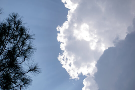 A silhouette of pine tree branches on the left with dramatic cumulus clouds on the right under a bright blue sky. Sunlight beams create a peaceful and moody natural sky background. - Powered by Adobe