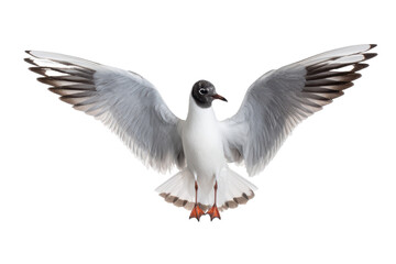 Fototapeta premium Black-headed Gull in Flight Stunning Wildlife Photography