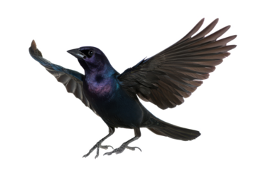 Majestic Great-tailed Grackle in Flight A Stunning Avian Photograph