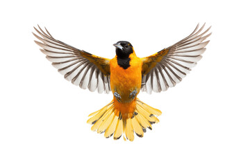 Obraz premium Majestic Baltimore Oriole in Flight Vibrant Wings Spread Wide