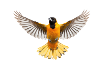 Majestic Baltimore Oriole in Flight Vibrant Wings Spread Wide