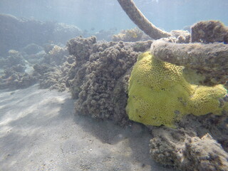 turbinaria mesenterina yellow coral non reef builder