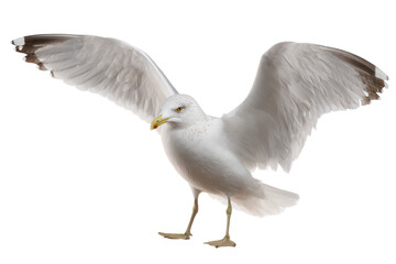 Obraz premium Majestic Seagull with Wings Spread A Stunning Wildlife Photo
