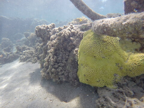 turbinaria mesenterina yellow coral non reef builder
