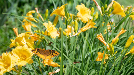 Great spangled fritillary butterfly, Speyeria Cybele, pollinating a bright yellow day lily bloom,...