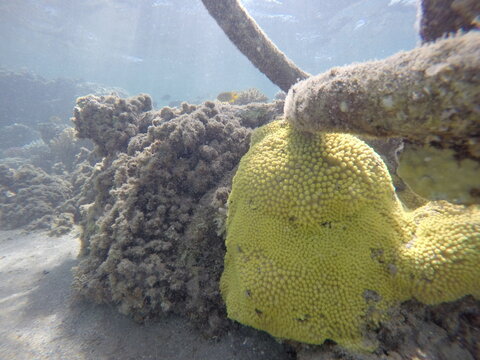 turbinaria mesenterina yellow coral non reef builder