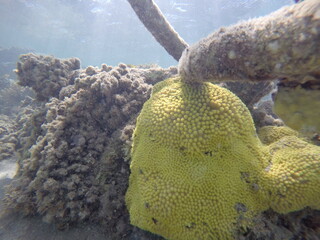 turbinaria mesenterina yellow coral non reef builder