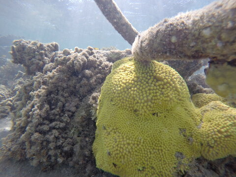 turbinaria mesenterina yellow coral non reef builder
