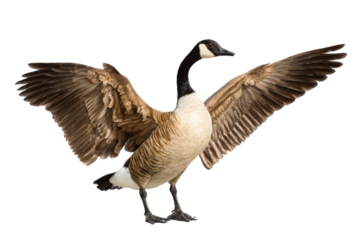 Majestic Canada Goose with Wings Spread A Stunning Wildlife Photo