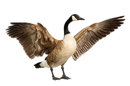 Majestic Canada Goose with Wings Spread A Stunning Wildlife Photo