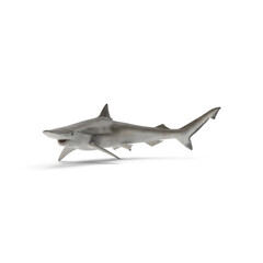 Spadenose Shark Pose Isolated on Transparent Background