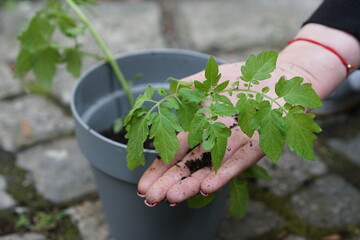 Young caucasian womans hands planting tomato seedlings, eco conscious, diy gardening, shallow depth...