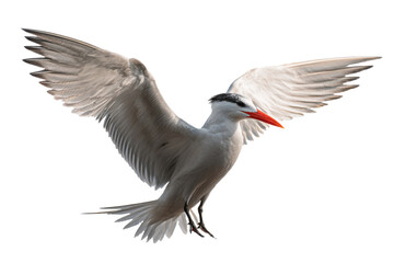 Fototapeta premium Elegant White Bird in Flight Wings Spread Wide, Majestic Pose