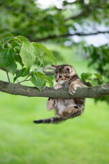 Cuty tabby kitten playing in a tree