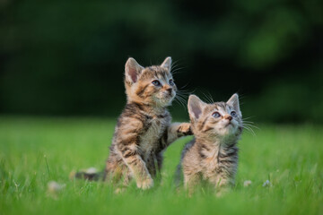 Two cute tabby kittens in green grass