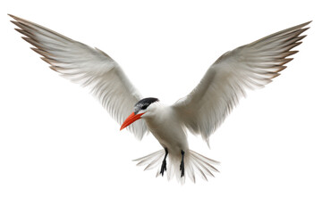 Fototapeta premium Majestic Royal Tern in Flight A Stunning Avian Photography