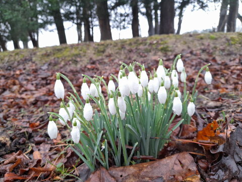 A clump of blooming, brilliant snowdrops amond some fallen, dead, brown leaves on the ground