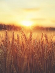 Naklejka premium Golden Wheat Harvest