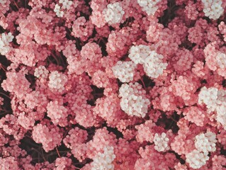 Blooming Pink Flowers