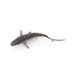 Spot-tail Shark Isolated on Transparent Background